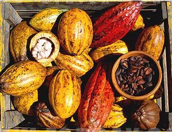 cacao