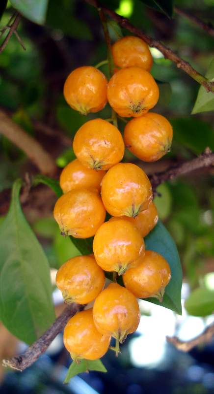 guayaba